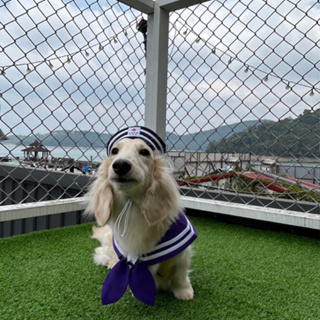zazazoo 寵物水手服 寵物領巾 寵物制服 紫色領巾