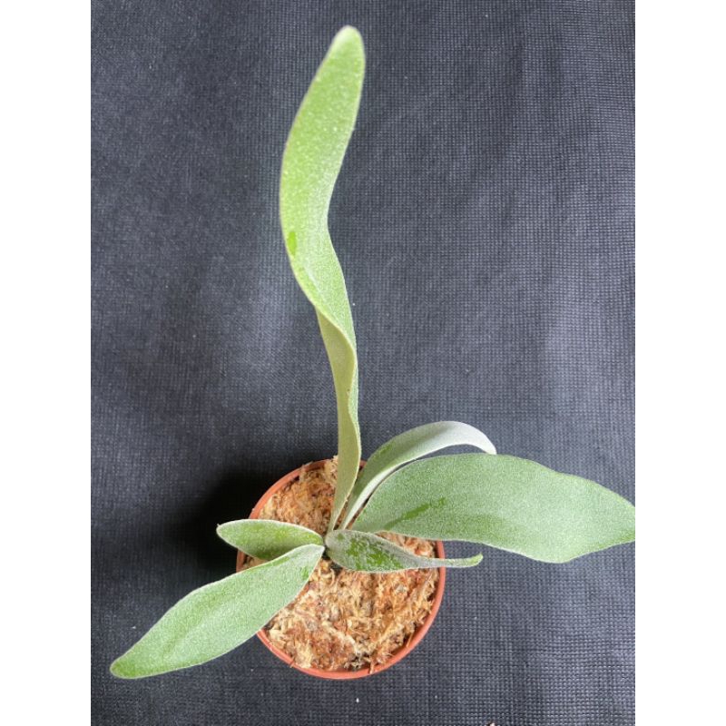 鹿角蕨p.willinckii silver #1 銀爪哇1號超大側芽3吋盆觀葉植物 室內植物 文青小品/療癒蕨品