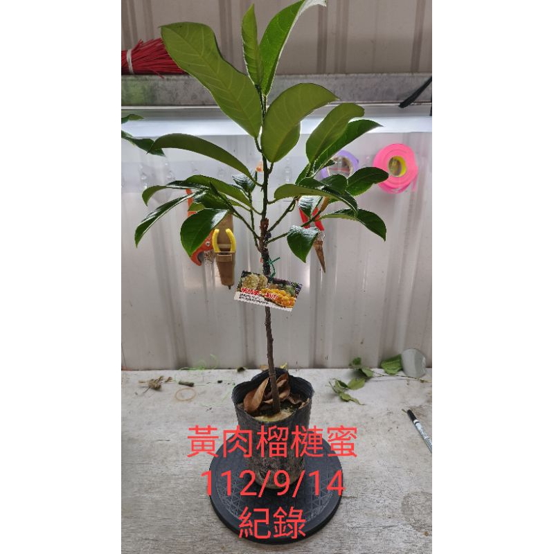 一條龍榴槤蜜 黃肉榴槤蜜 榴槤蜜 不黏榴槤蜜 嫁接苗