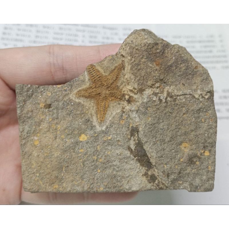 [程石] 摩洛哥  海星與海座星化石