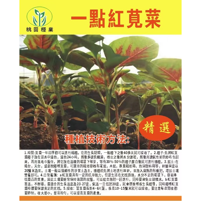 【原廠包裝】【紅莧菜種子】一點紅莧菜種子 漢菜種籽圓葉庭院陽台種菜盆栽蔬菜種孓 耐熱易種