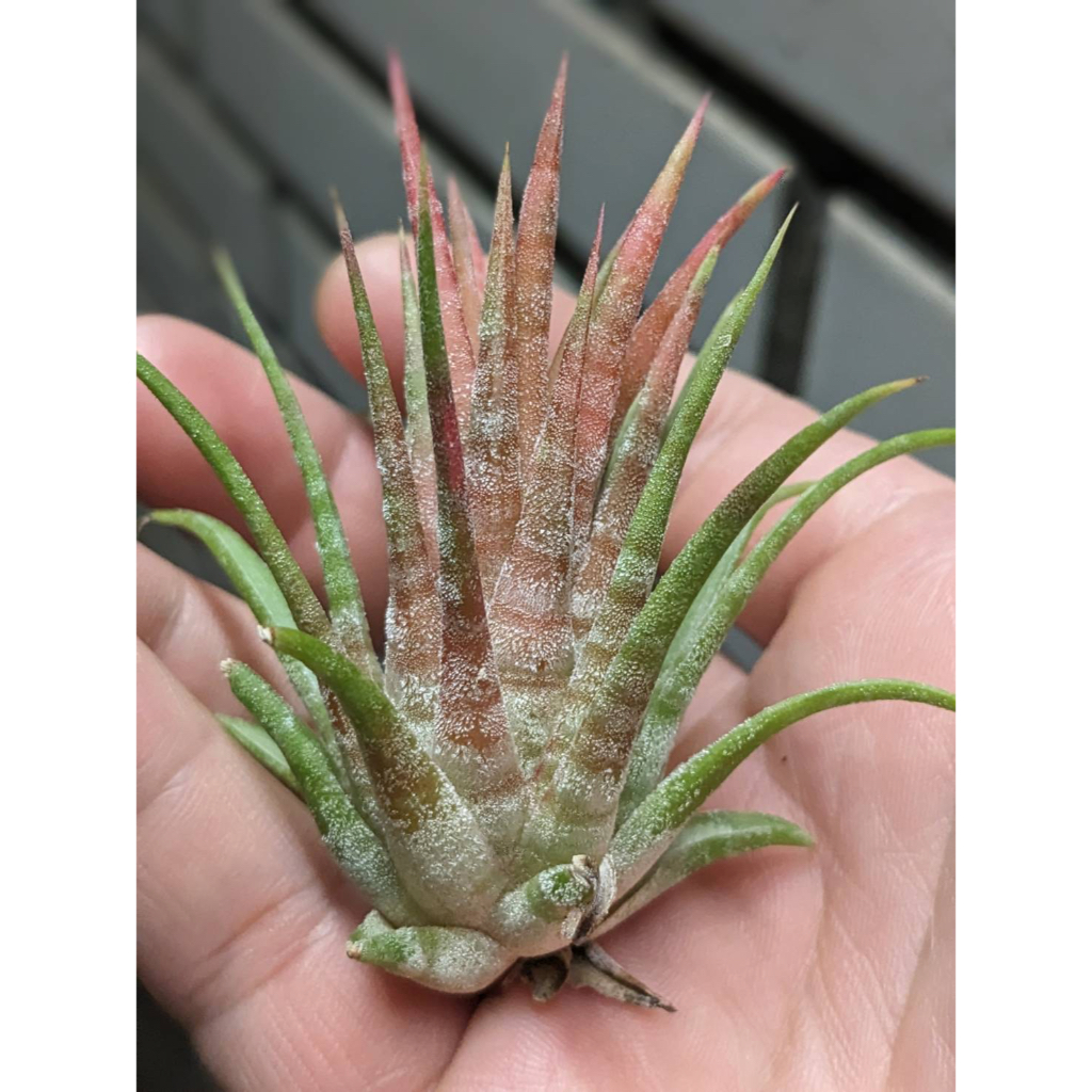 ✺藝鳳✺ 空氣鳳梨 熱帶 墨西哥斑馬小精靈 驢精靈 T. Ionantha Mexican Zebra 進口 少見 收藏