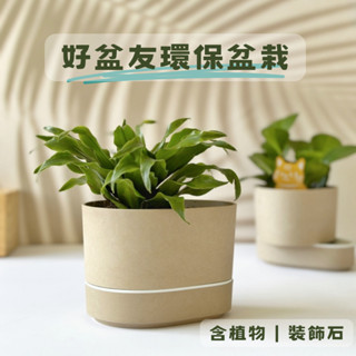 Green Pandora 好盆友環保盆栽 含植物和裝飾石 室內盆栽 辦公室盆栽 懶人盆栽 桌上綠植 盆栽