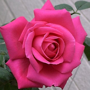 《瑪莉亞卡拉斯》🈶貨 🌹 玫瑰花盆栽苗 🌹 玫瑰苗 🌹 玫瑰花苗 🌹玫瑰花🌹