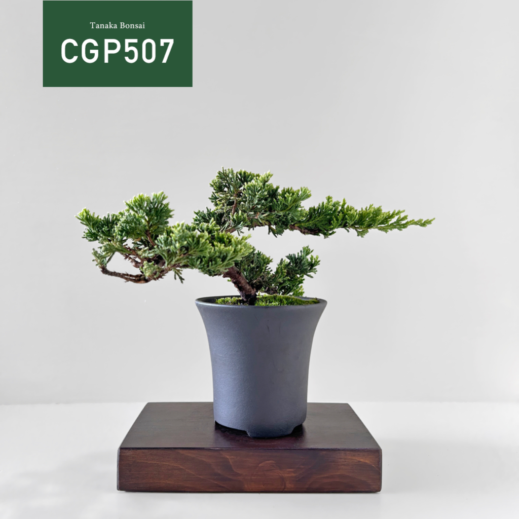 【Tanaka Bonsai】CGP507 黃金圓柏盆景 (不含木墊片陳列座)｜松柏盆栽