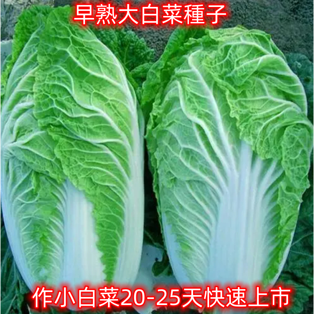 F0008蔬菜種子 早熟大白菜種子 小白菜  四季播種大白菜 抗熱高產