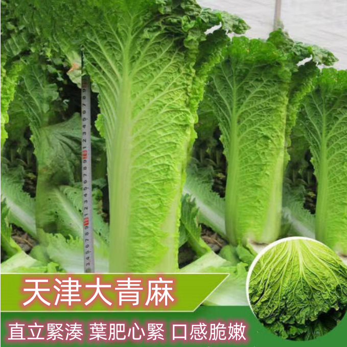 F0009蔬菜種子 天津大青麻綠葉白菜種子 大白菜種子  直筒 高筒老白菜 高產抗病