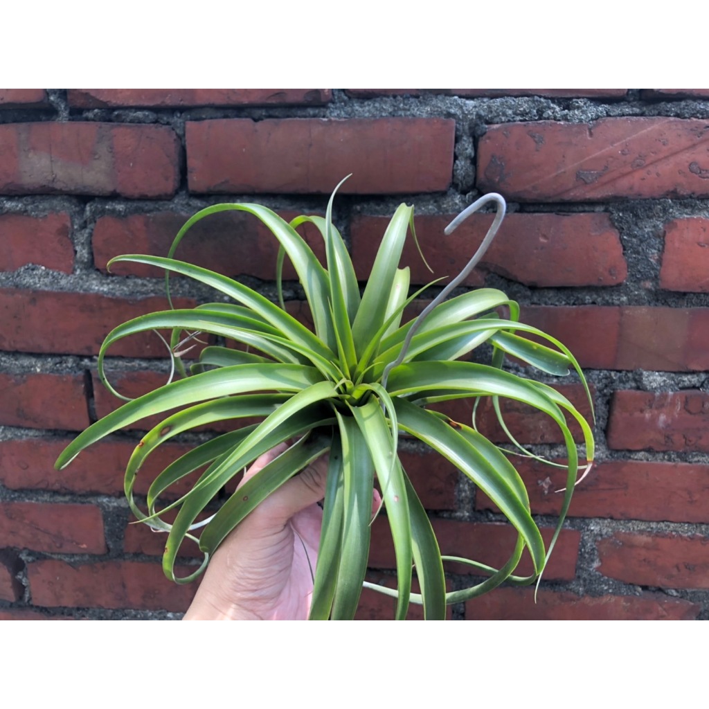 Tillandsia  capitata marronXerographica 空氣鳳梨 卡比馬龍X霸王