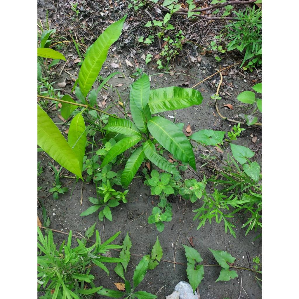 芒果5-12公分 裸根樹苗