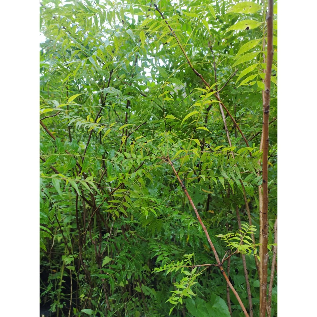 黃連木苗高約50-120公分種在移植袋超取8棵可合併宅配25棵