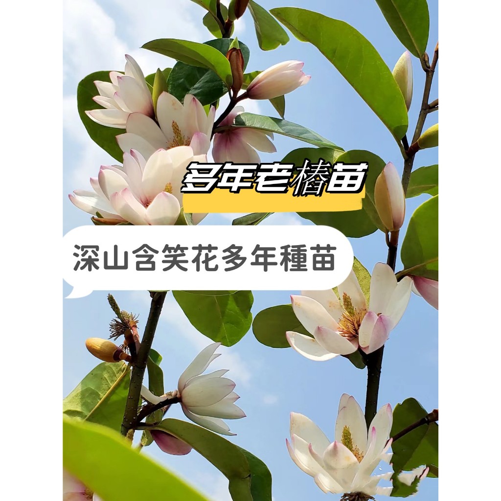 ❀深山含笑花Michelia figo多年老樁種苗 多款濃香型驅蚊花卉四季常青 室內陽台庭院盆栽 耐寒 庭院陽台盆栽觀賞