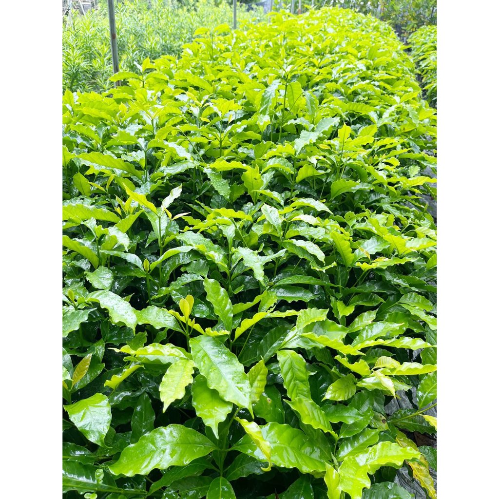 綠藝苗圃農產 產地直銷 盆景 行道樹 庭園  批發 觀賞植物 造景 咖啡樹苗高約50-60cm