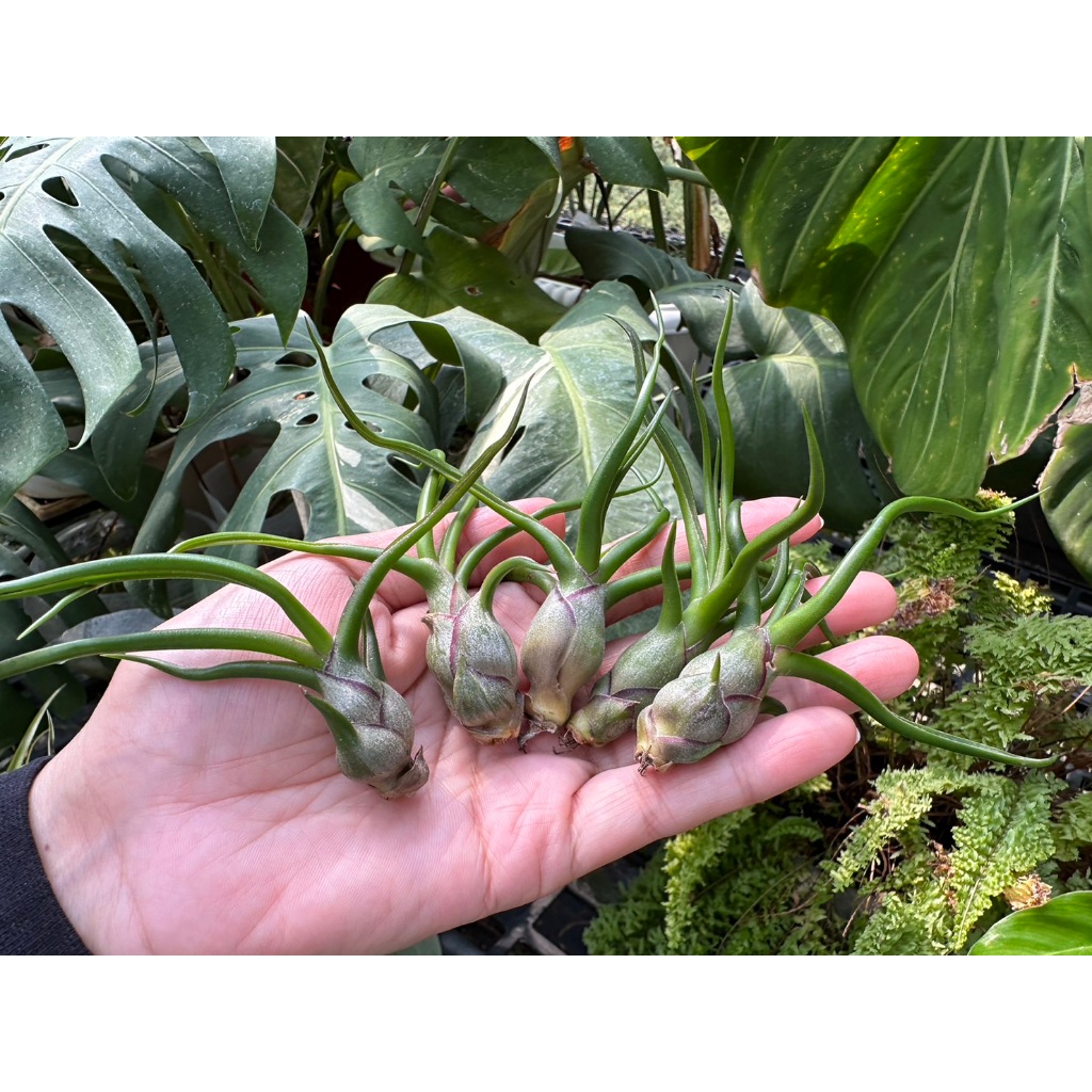 章魚(瓜地馬拉)-[新品]空氣鳳梨 Tillandisia-婚禮小物-小植栽