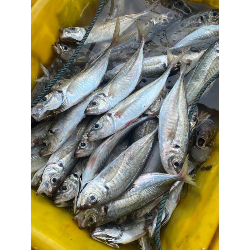 宜蘭媳海鮮水產-竹莢魚