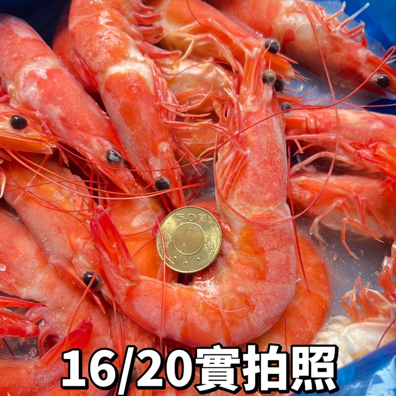 【阿珠媽海產】［超級鮮甜］熟白蝦 1.1kg 16/20 26/30 40/50 白蝦 啤酒蝦 藥燉蝦 海鮮 熟凍白蝦