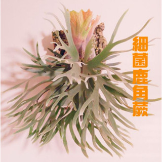 🐝BEE_PLANTS 臺中鹿角蕨 1.5吋(細菌) 鹿角蕨孢子苗