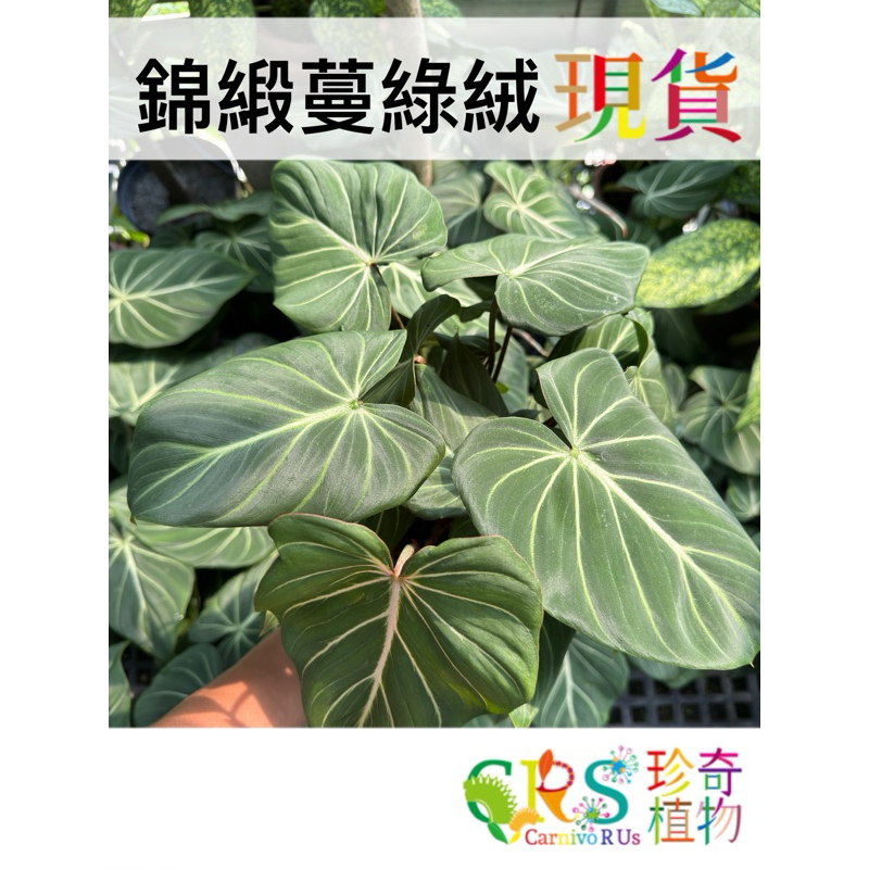 錦緞 蔓綠絨 Philodendron gloriosum 明脈蔓綠絨 心葉 喜林芋 ﹝CarnivoRUs 珍奇植物﹞