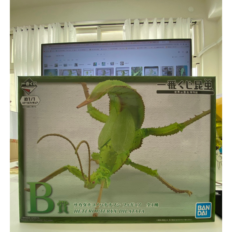 世界的昆蟲博物館-一番賞/B賞：巨扁竹節蟲