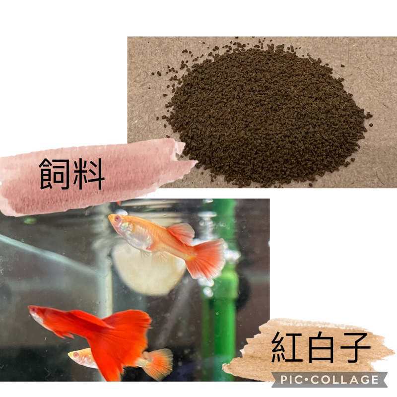 高級孔雀魚 飼料 淡水孔雀魚飼料-全紅白子