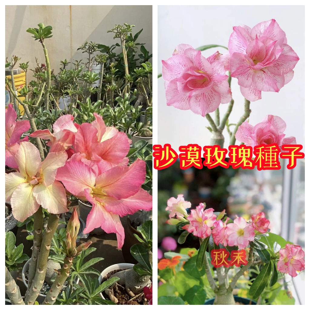 💥【秋禾】多款沙漠玫瑰種子  超美沙漠玫瑰  當季種子 超高發芽率  陽台庭院盆栽花卉種子 新手適種