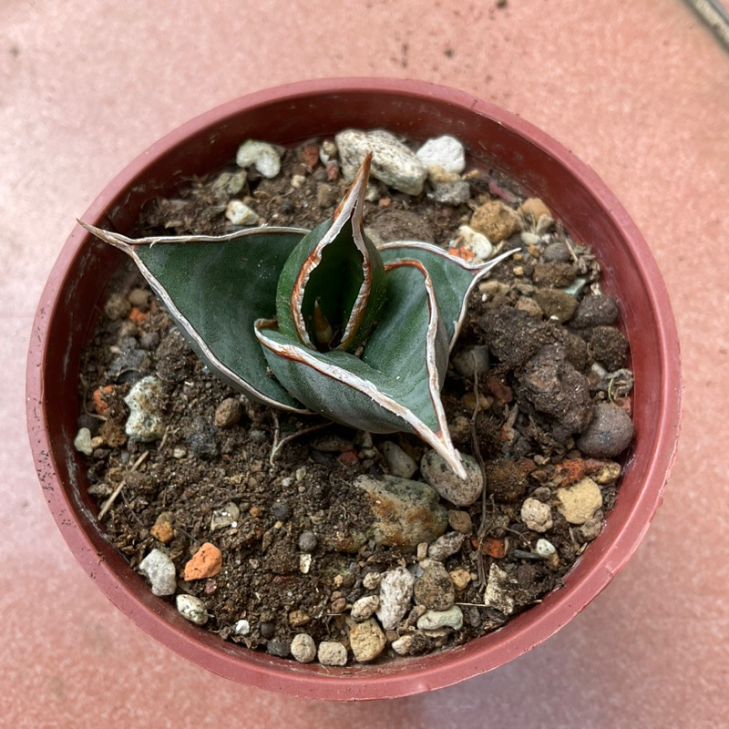 🌵養樂兜🌵多肉植物🌵姬鮑魚虎尾蘭