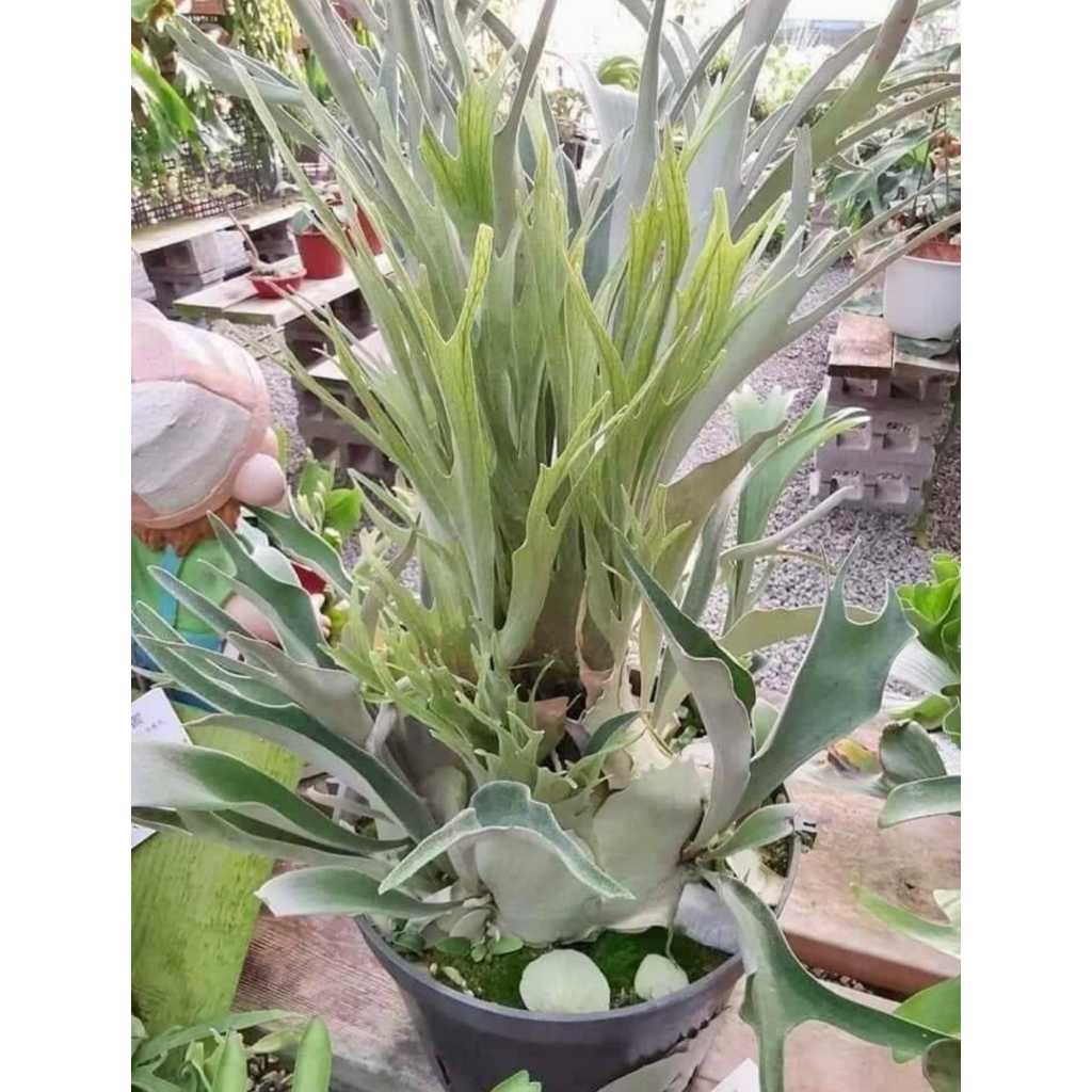 P.veitchii (katsu) ビカクシダ子株 【公式通販】