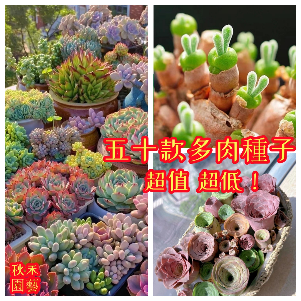 🌱【五十款稀有多肉種子】 燈泡 熊童子 毛漢尼 碧光環 綠兔子 粉兔子  四季種植開花盆栽 觀賞花卉種子 超值