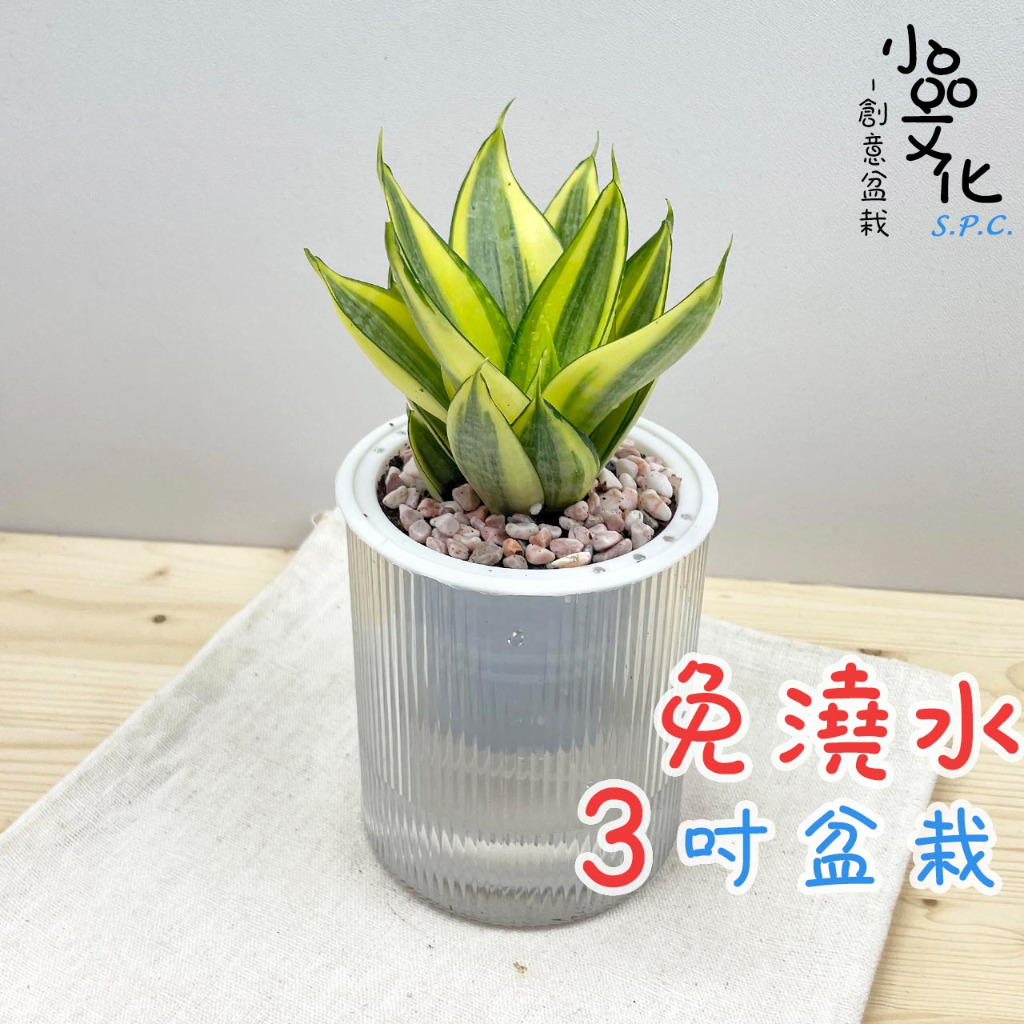 【小品文化】虎尾蘭【現貨】3吋條紋圓免澆水盆栽 懶人盆栽 觀葉植物 室內植物 自動吸水 創意花盆 居家辦公盆花