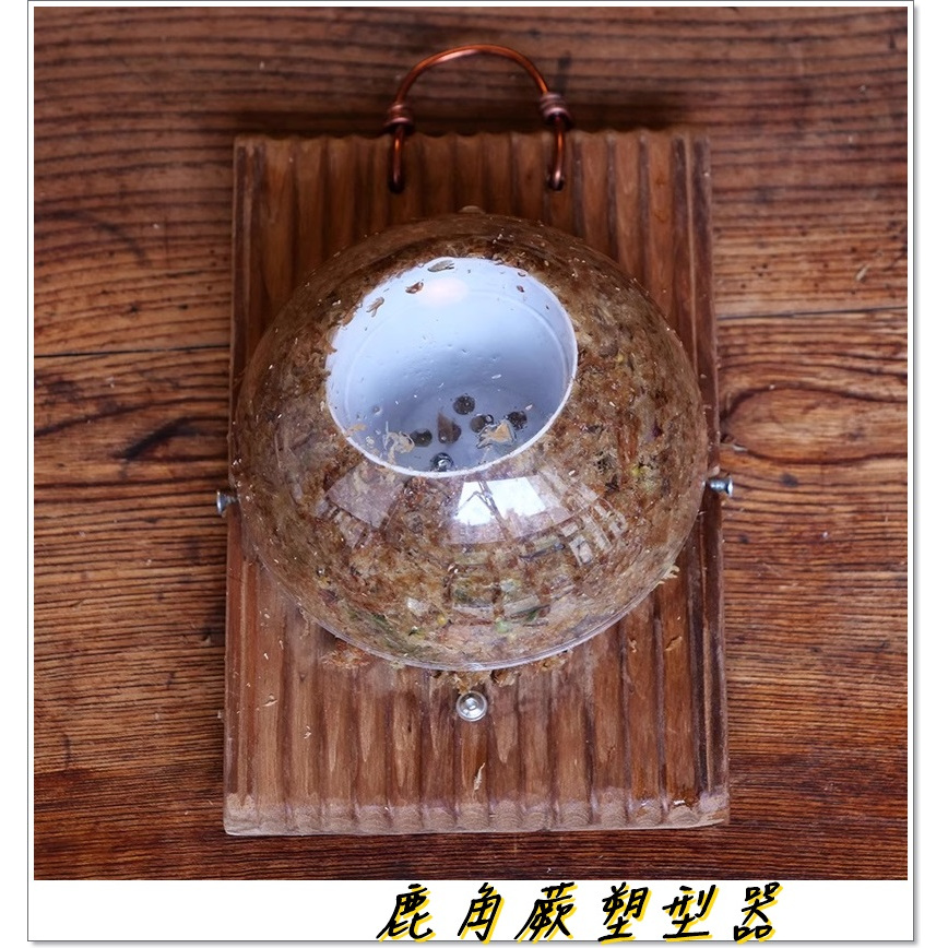 植物上板 鹿角蕨塑型器  水苔塑型 (鹿角蕨亞猴，女王，巨獸) 鹿角蕨上板 鹿角蕨上板材料 水苔球