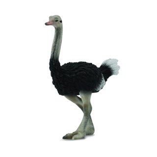 「芃芃玩具」collectA 鴕鳥~英國高擬真模型-R88459