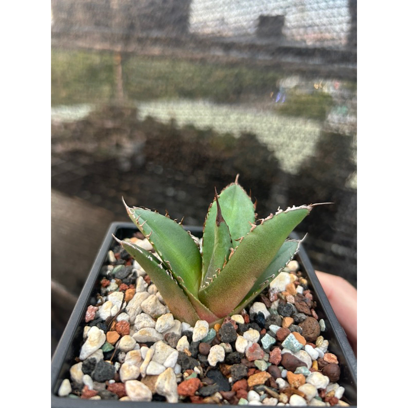[HJ Plant]-龍舌蘭 | 羽毛嚴龍( Agave Titanota )/DW031
