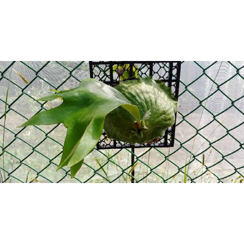 蕨竅~非猴非圓鹿角蕨|非非達爾文|非非鹿角蕨|非猴交非圓|側芽販售|鹿角蕨|非非|非圓非猴|非圓交非猴|

