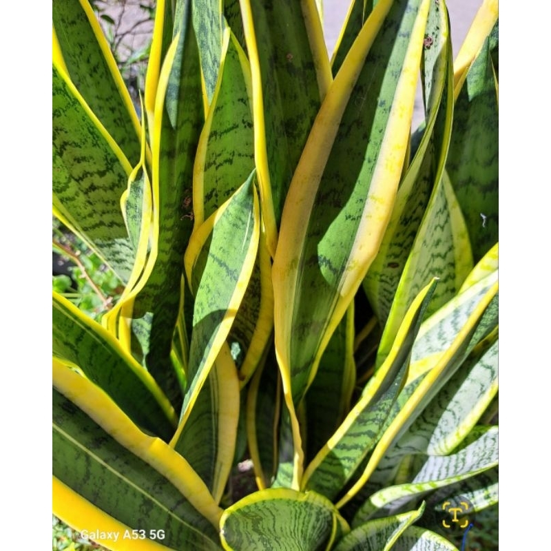 柳花小徑｜長版金邊虎尾蘭 全年種植 裸根寄出 成長最高可達80-100公分