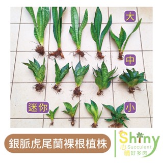 。Shiny Succulent - 心晴好多肉。銀脈虎尾蘭｜虎尾蘭｜多肉植物｜風水植物｜室內空氣淨化