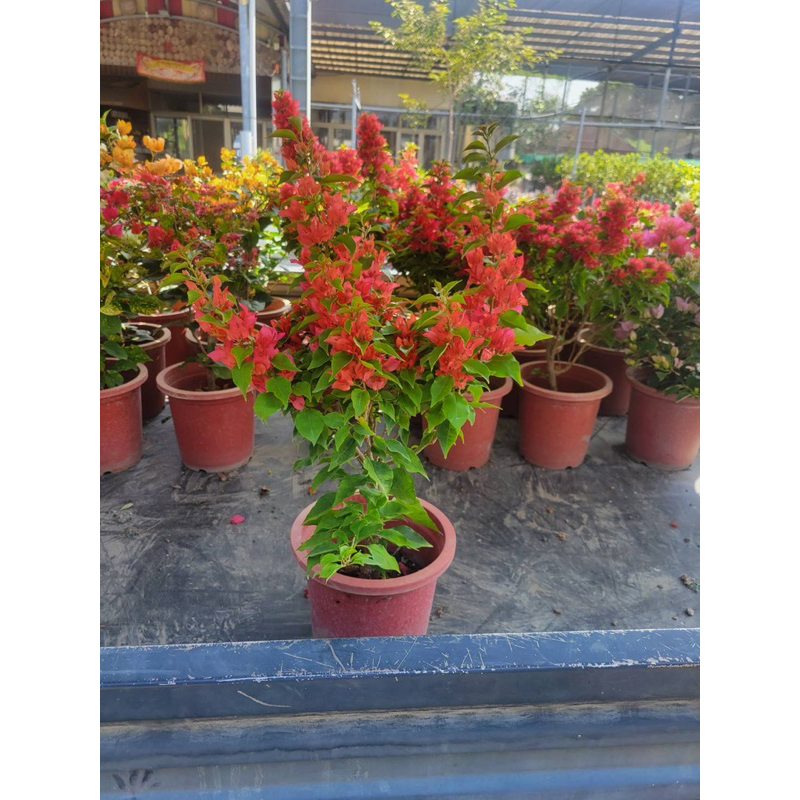 霏霏園藝日本火狐狸7吋盆原價700元 7-11只能裝一棵