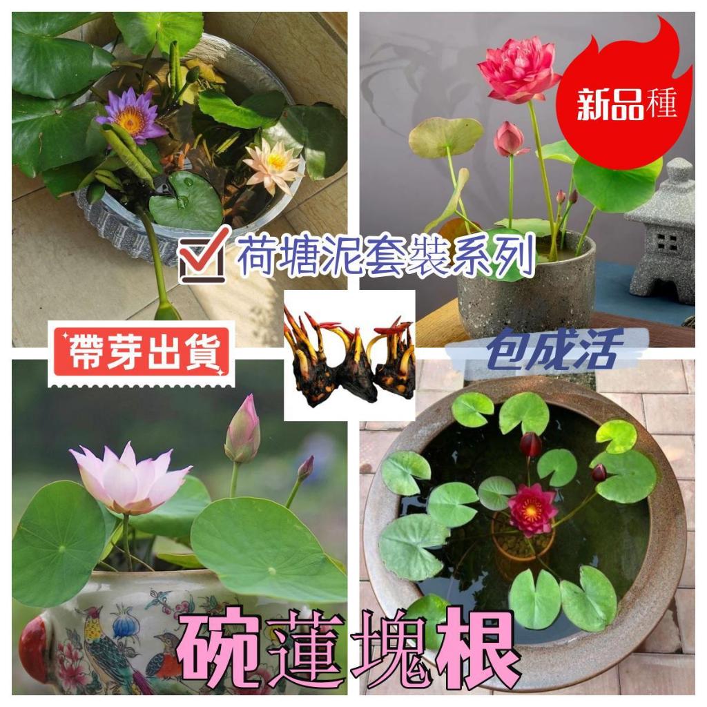 迷你小睡蓮根塊 教學種植 帶芽出貨微型荷花根莖觀賞荷花種藕碗蓮苗魚缸水生植物四季種植辦公室招財花卉