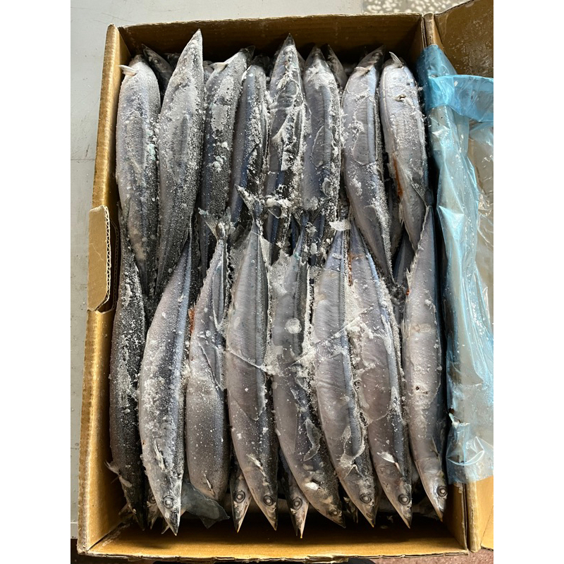 日本北海道當季4號秋刀魚10公斤裝的特價900元/箱#請勿直接下單先詢問