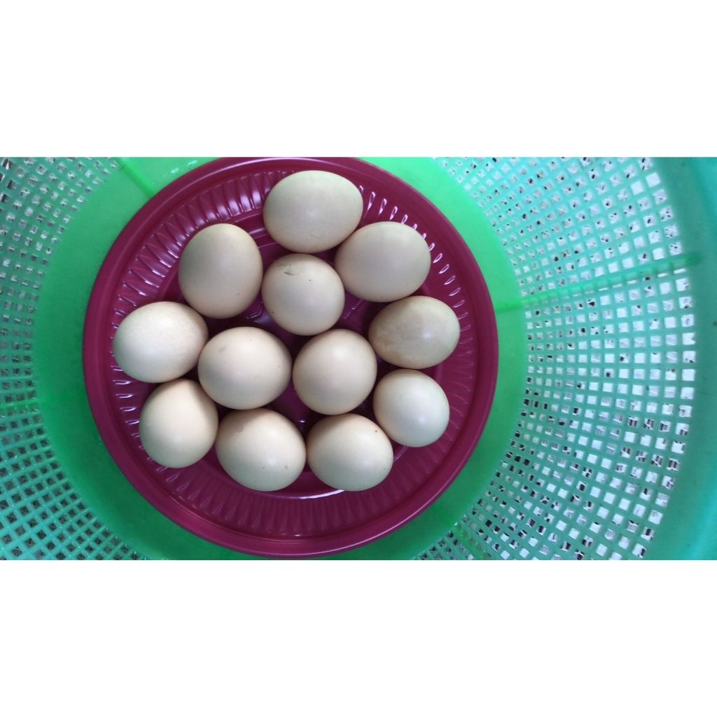 屏東楓港面交 優惠價, 限量混種種蛋, 一組12顆， 混種藍寶堅尼雞粉色蛋,5黑雞綠色蛋,白雞是雪峰混種,黃雞是竹北混種