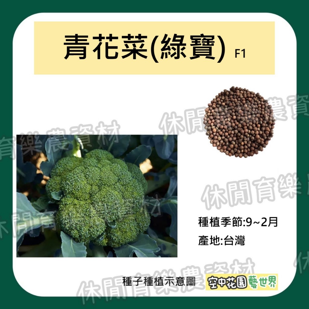 【台灣出貨 電子發票】青花菜(綠寶)種子 0.1g(約35顆) F1 菜籽 青花菜 花椰菜 空中花園藝世界