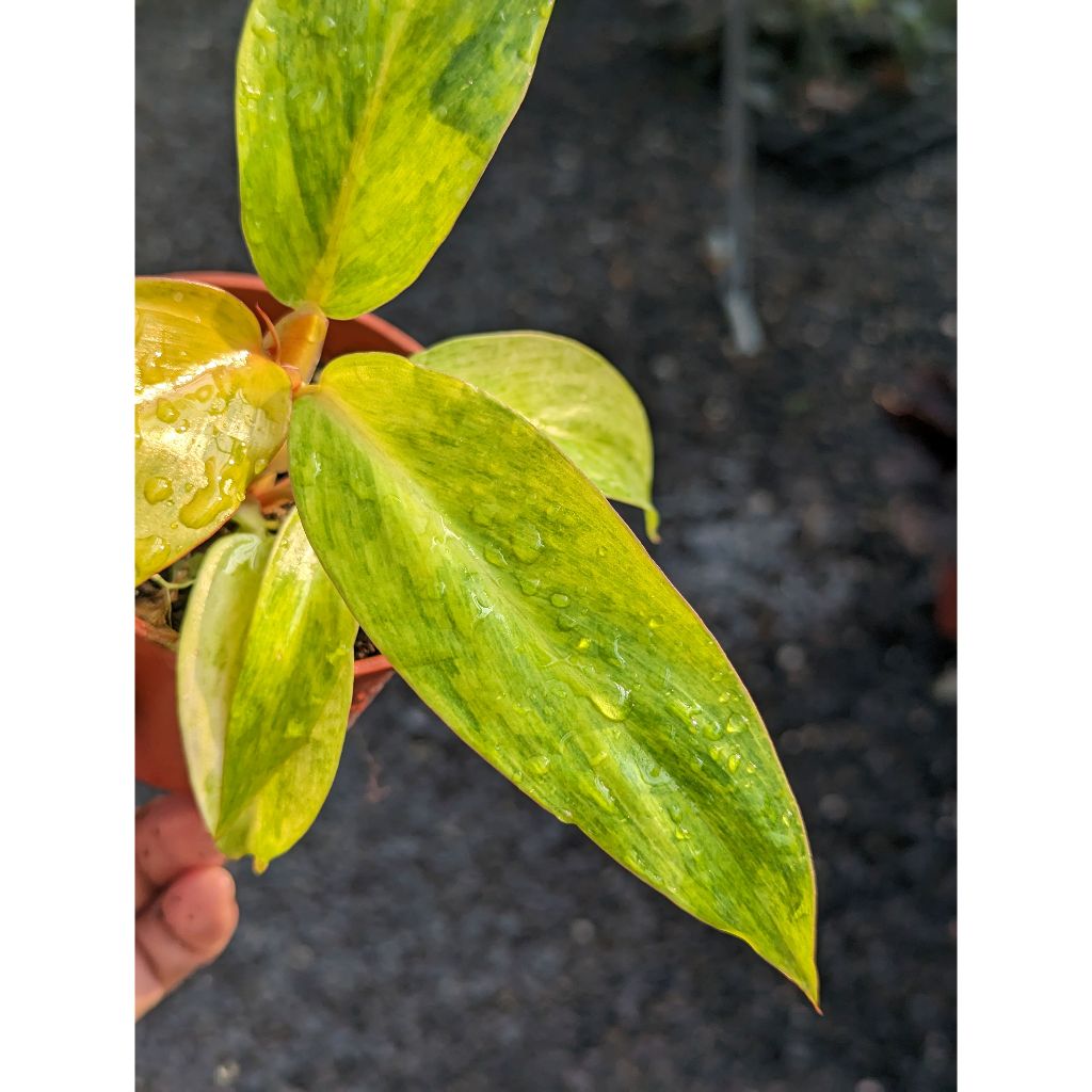 開心農元-觀葉植物- 橘子果醬蔓綠絨 Philodendron orange marmalade