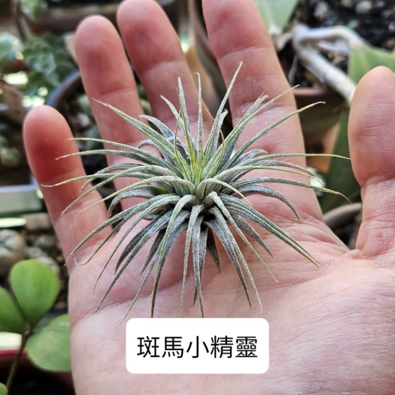 〔鳳梨草手〕斑馬小精靈 空氣鳳梨 空鳳 送禮小物