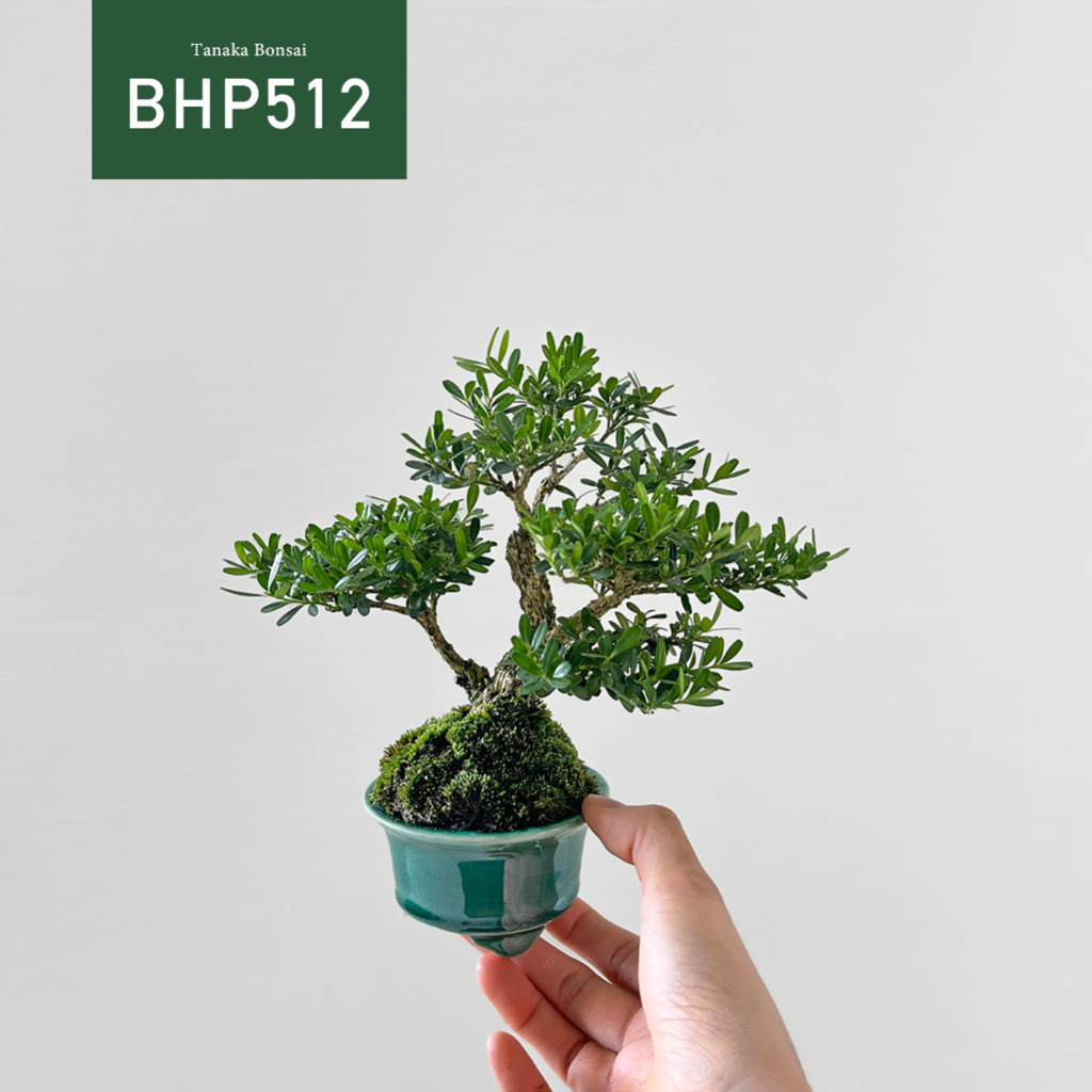 【Tanaka Bonsai】BHP512 雀舌黃楊盆景  ｜雜木盆栽