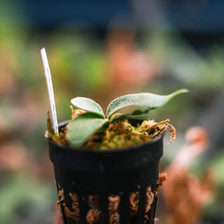 細菌爪哇鹿角蕨孢子苗 1.7吋盆苗 蕨類植物 鹿角蕨上板 觀葉植物 園藝 植栽 陽臺植物 盆栽【阿金的便秘花園】