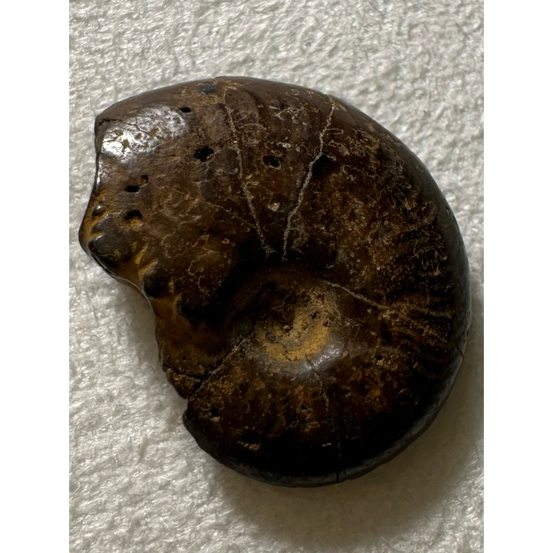 [菊石化石]褐鐵礦化菊石-L005-摩洛哥化石