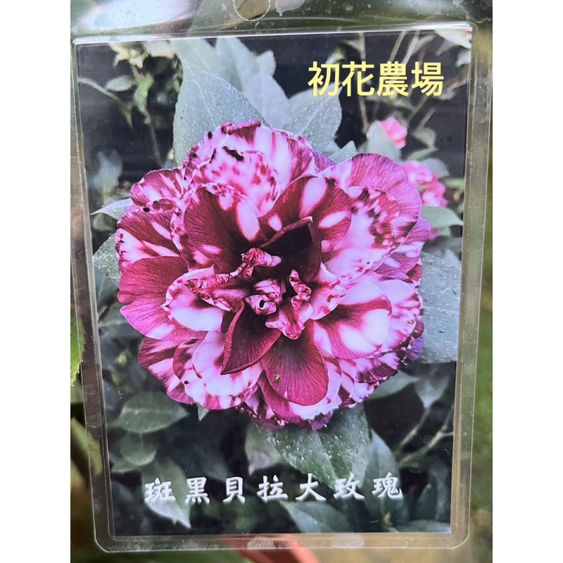 初花農場|茶花(斑黑貝拉)|5吋盆|植株過高，超商取貨須修剪不介意在下單!!----定價460特價430