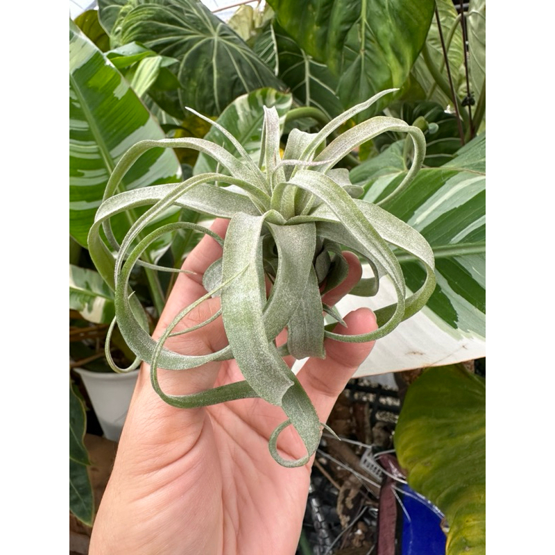 瓜電（小）-Tillandsia streptophylla 'Guatemala' 空氣鳳梨-小植栽