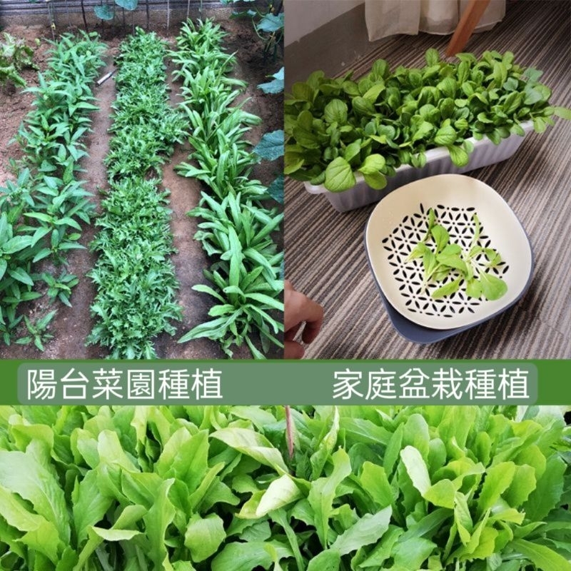 蔬菜種子 小白菜 四季花卉 陽台花卉種子 小白菜種子 鳳仙花種子 水果種子 番茄種子百日草波斯菊花種子花易活花籽庭院室外