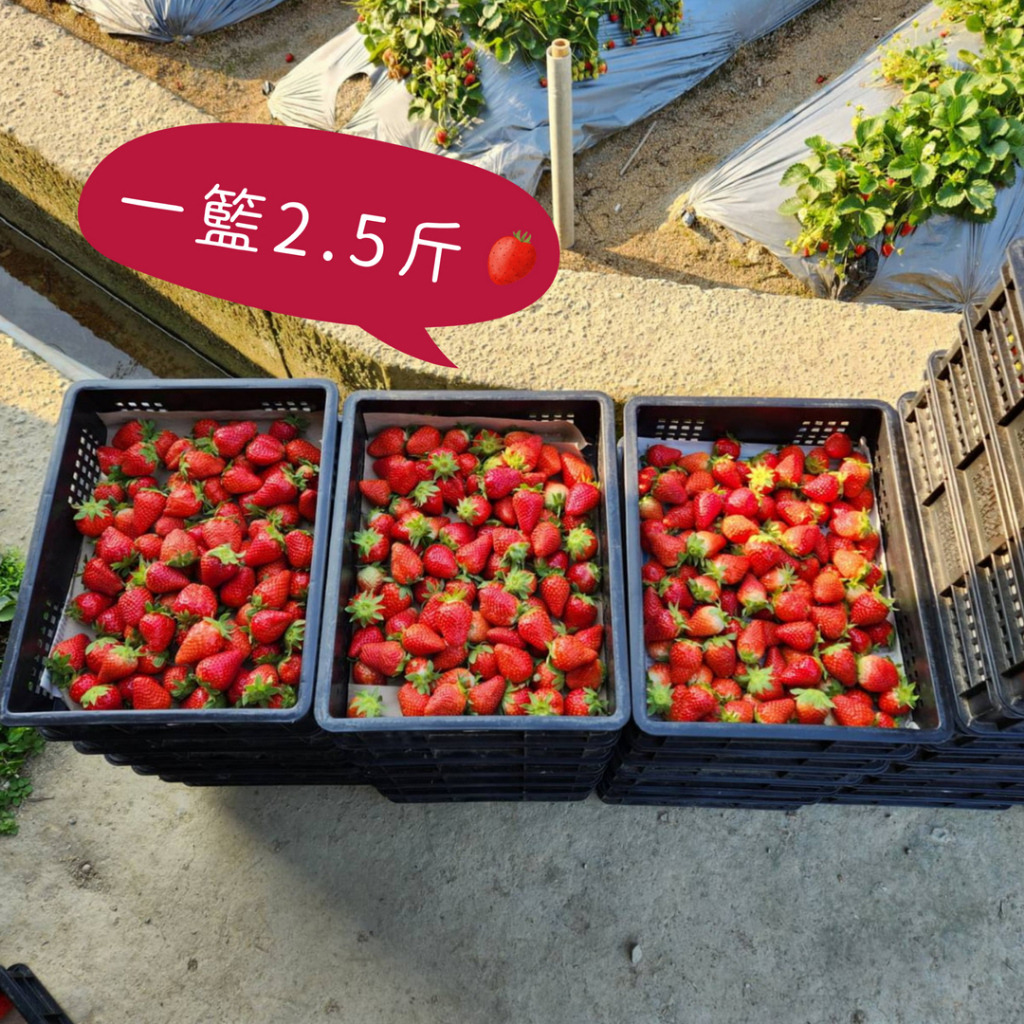 ［季節限定］🍓現採草莓 大湖草莓 草莓果實 新鮮草莓 草莓季 草莓鮮果 採草莓 水果禮盒 草莓禮盒