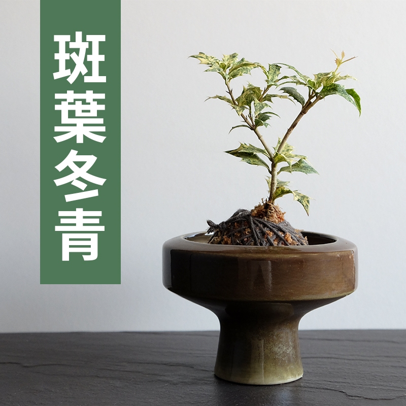 【黑日京植物】斑葉冬青植物苔球含盆 室內植物 辦公室植物