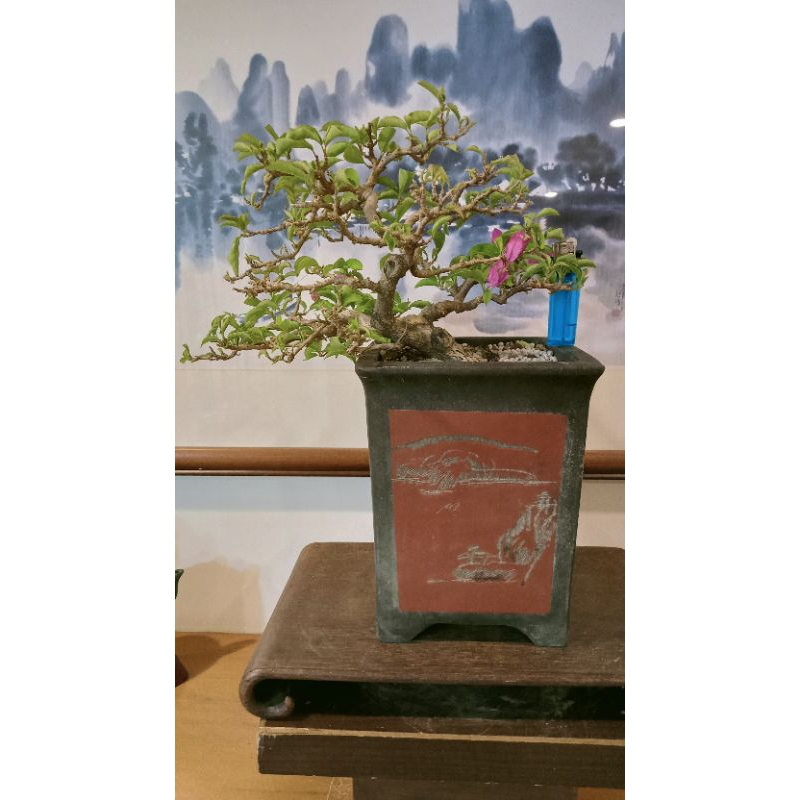 302G-絕美風吹樹型「台灣土種九重葛」極品盆栽~10幾年樹齡盆培（配早期精緻老紫砂盆）